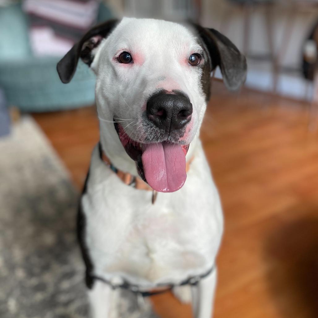 Enlarge Jackson, a Adoptable mixed breed in Wilmington, DE image 5/6