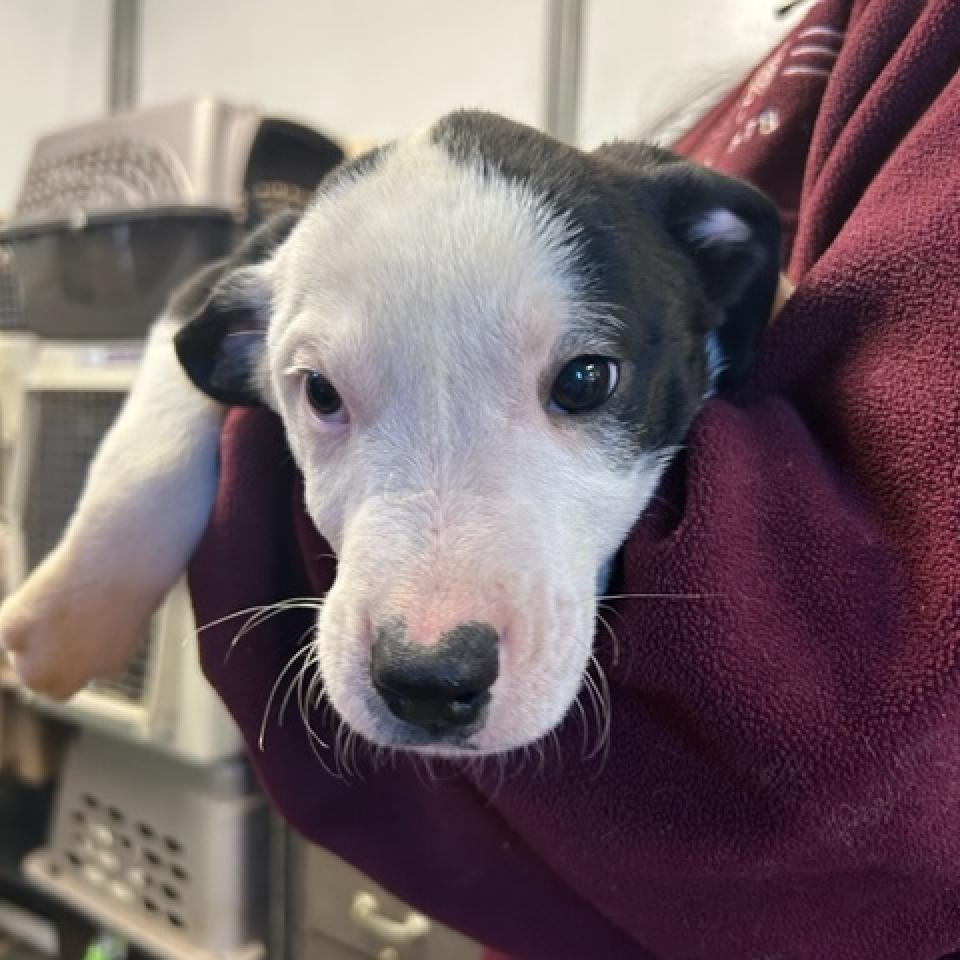 Enlarge Jackson, a Adoptable mixed breed in Wilmington, DE image 6/6