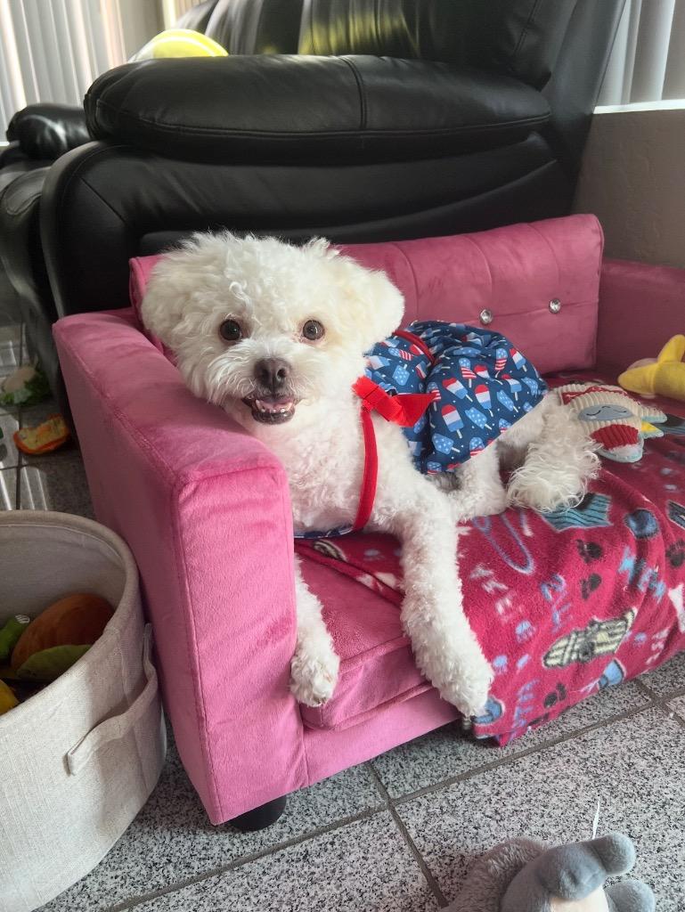 Lychee, Adoptable, Adult Female Poodle.