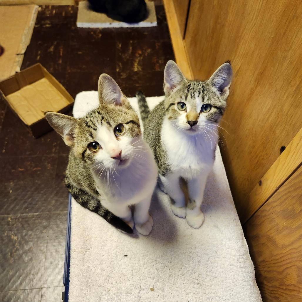 Caleo, Adoptable, Kitten Male Domestic Short Hair.