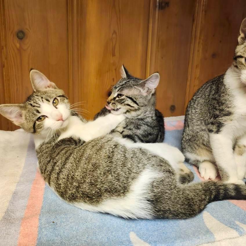 Caleo, Adoptable, Kitten Male Domestic Short Hair.