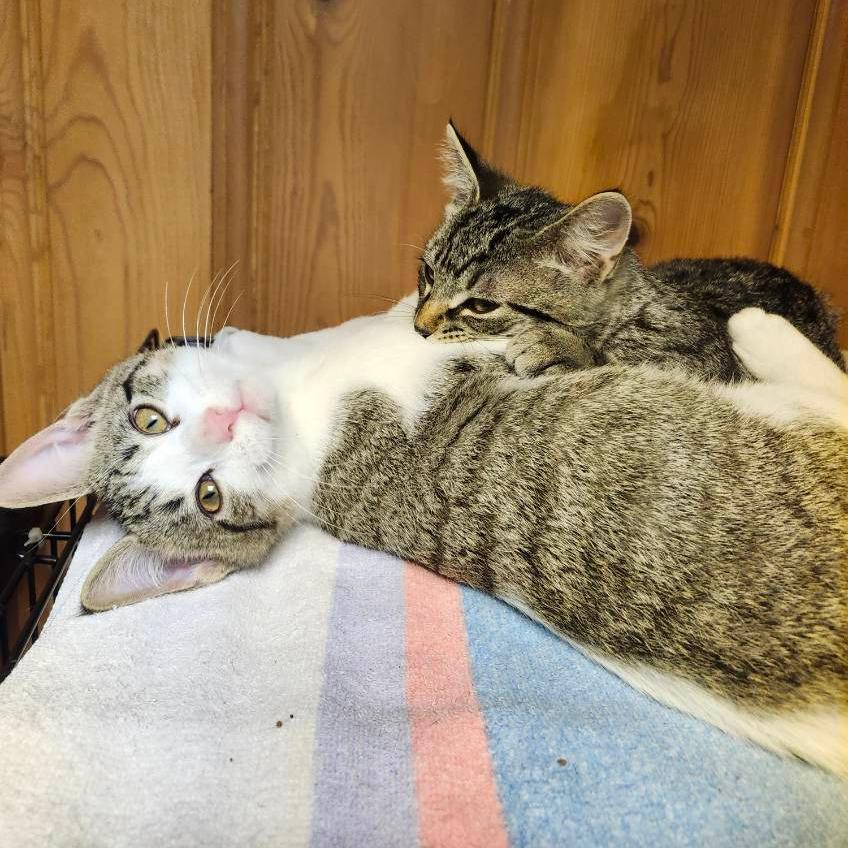 Enlarge Caleo, a Adoptable Domestic Short Hair in Saint Paul, MN image 2/6