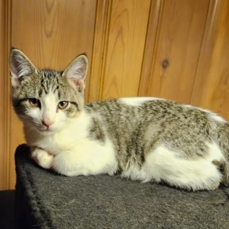 Enlarge Caleo, a Adoptable Domestic Short Hair in Saint Paul, MN image 3/6