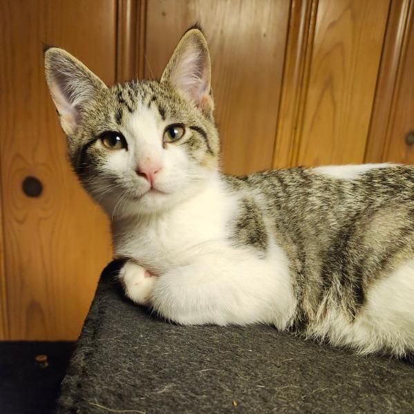 Enlarge Caleo, a Adoptable Domestic Short Hair in Saint Paul, MN image 4/6