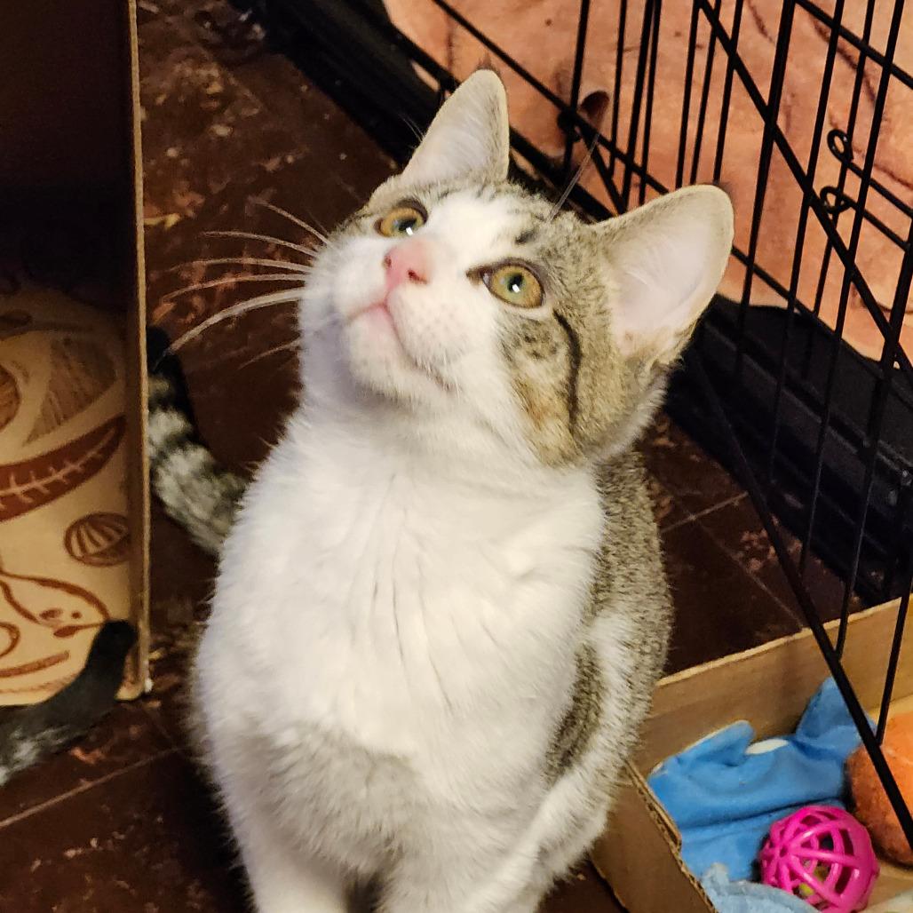 Enlarge Caleo, a Adoptable Domestic Short Hair in Saint Paul, MN image 5/6