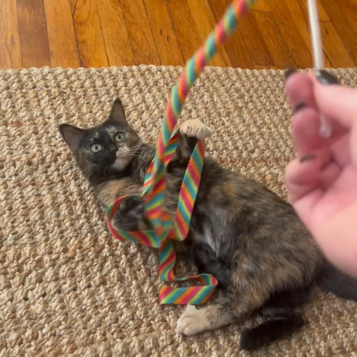 Enlarge Velcro, a ADOPTABLE Domestic Short Hair in Waltham, MA image 2/4