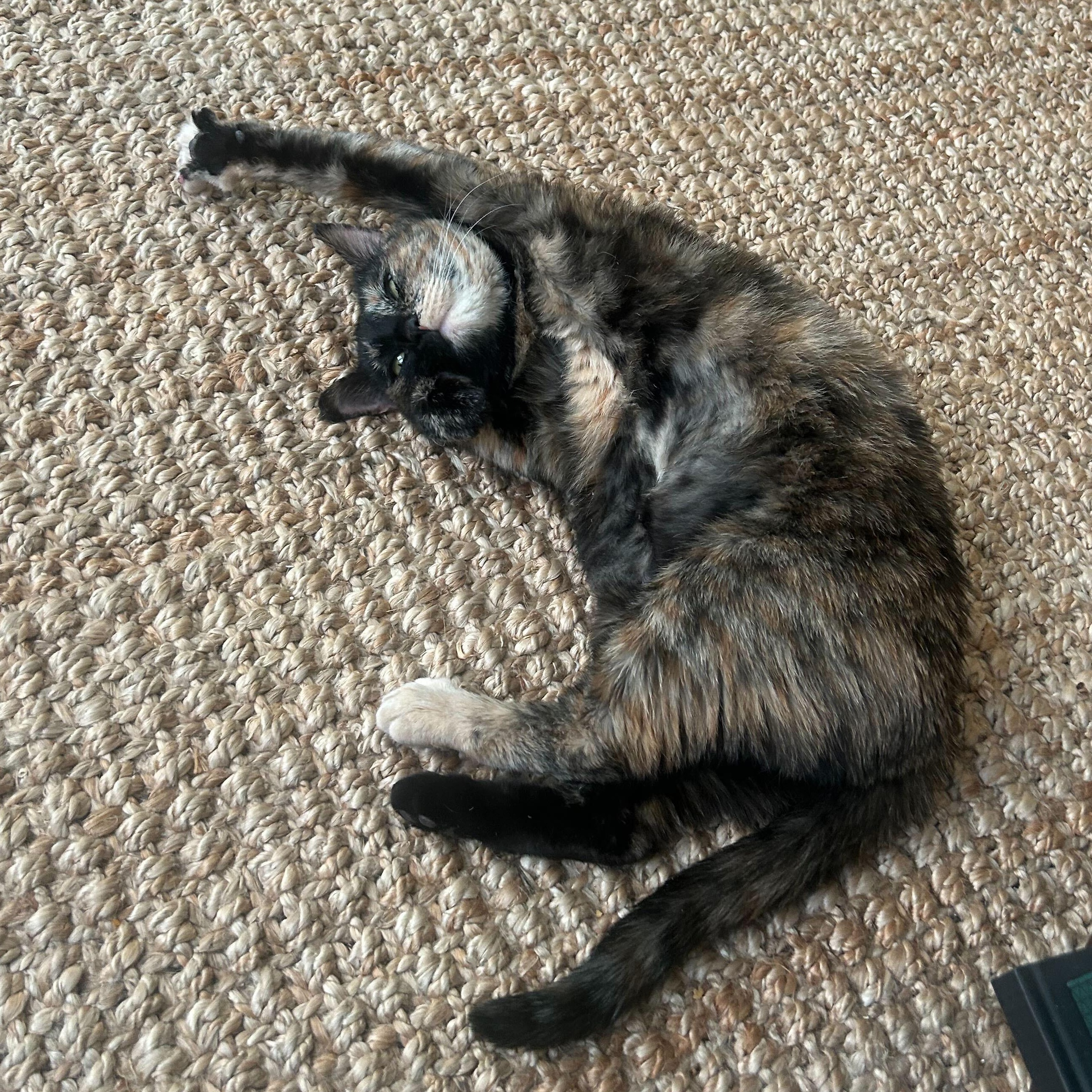 Enlarge Velcro, a ADOPTABLE Domestic Short Hair in Waltham, MA image 3/4