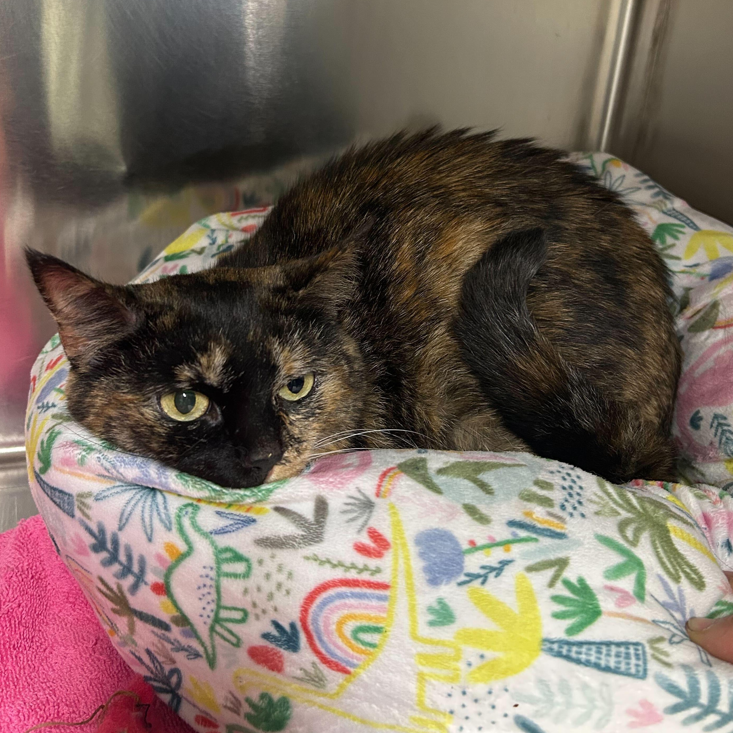 Enlarge Velcro, a ADOPTABLE Domestic Short Hair in Waltham, MA image 1/4