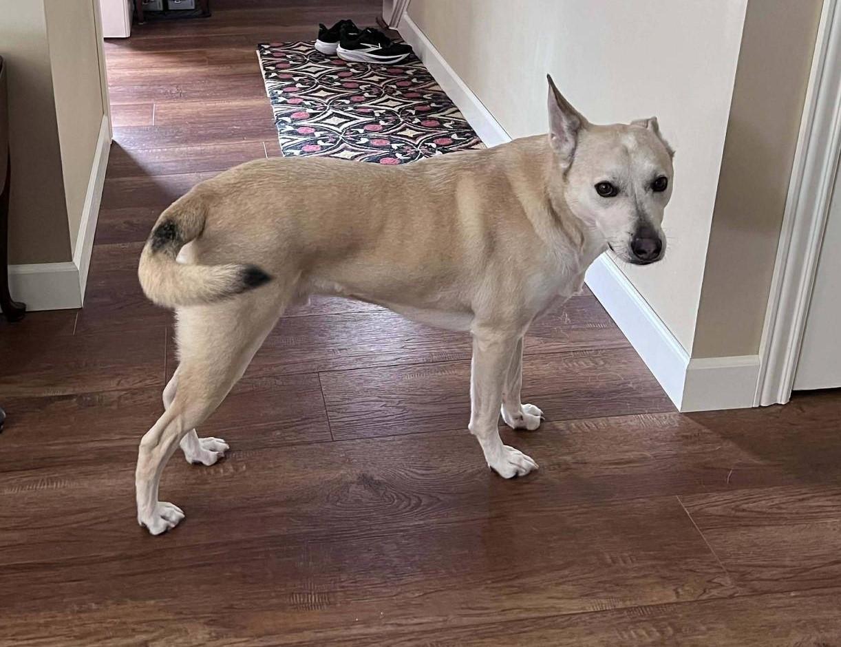 Romero, ADOPTABLE, Adult Male Husky & Alaskan Malamute.