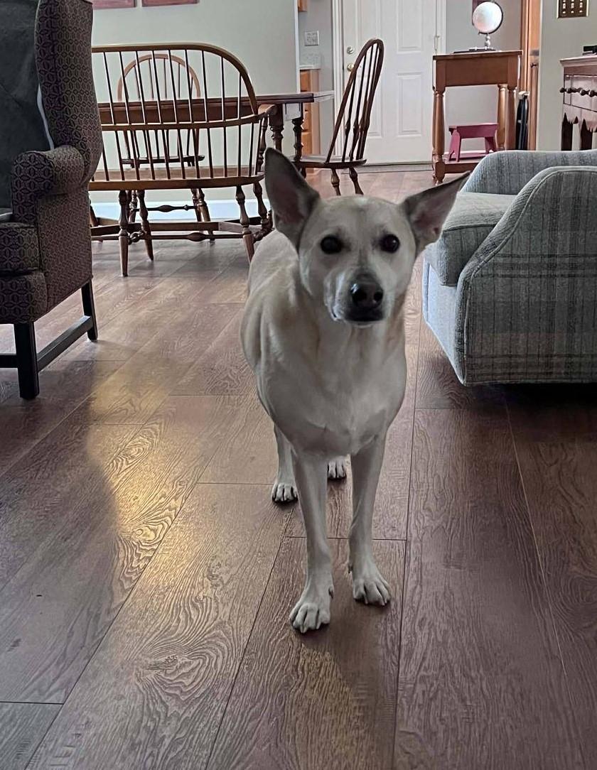 Enlarge Romero, a ADOPTABLE mixed breed in Gladwin, MI image 2/3