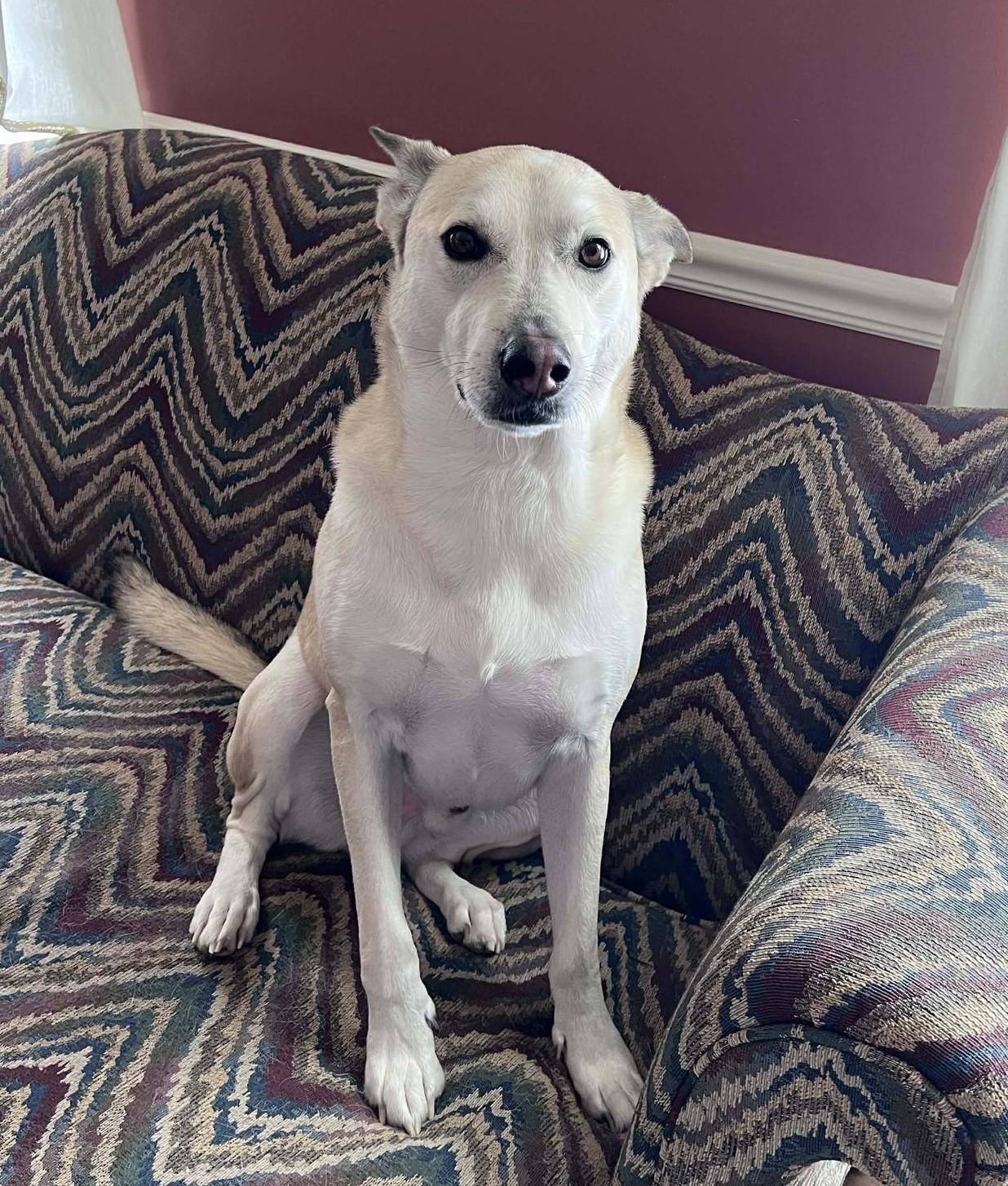 Enlarge Romero, a ADOPTABLE mixed breed in Gladwin, MI image 3/3