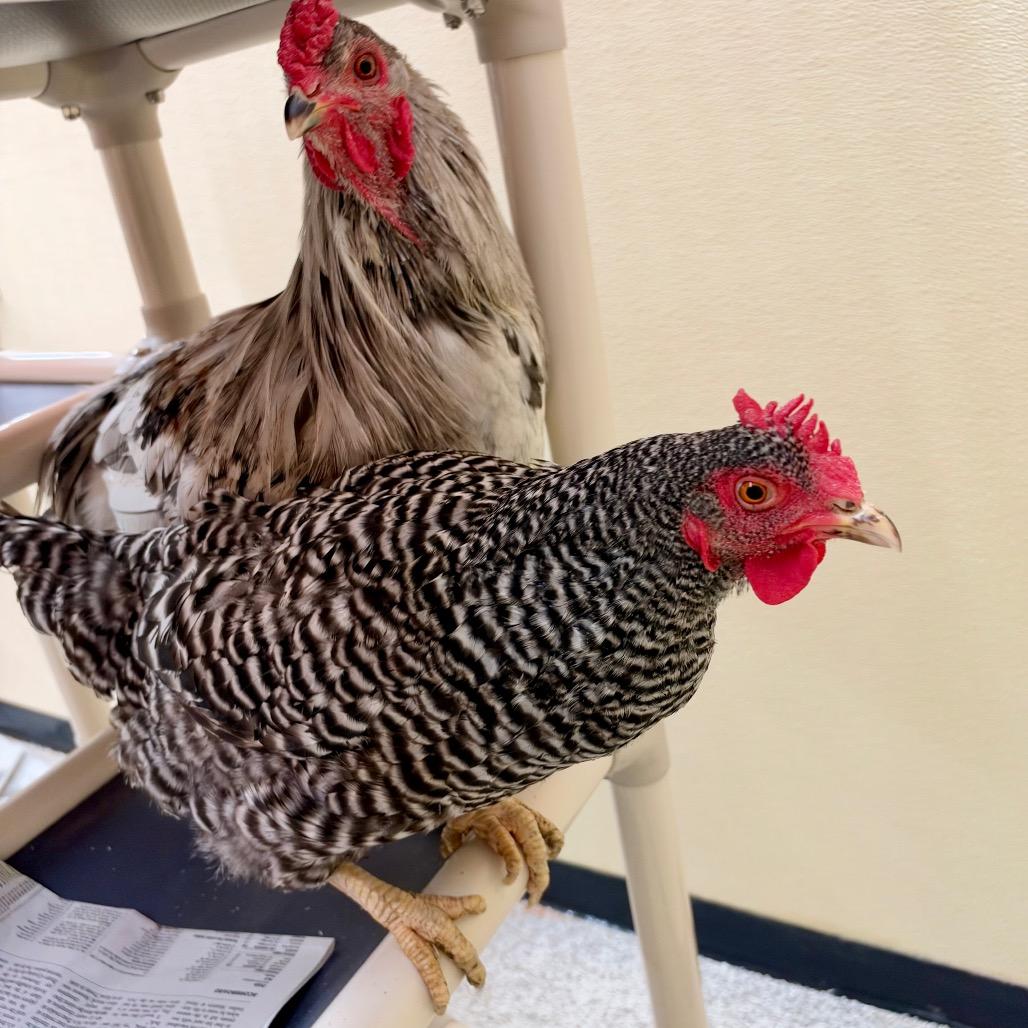 MILO-Stray-chicken2, Adoptable, Baby Female Chicken.