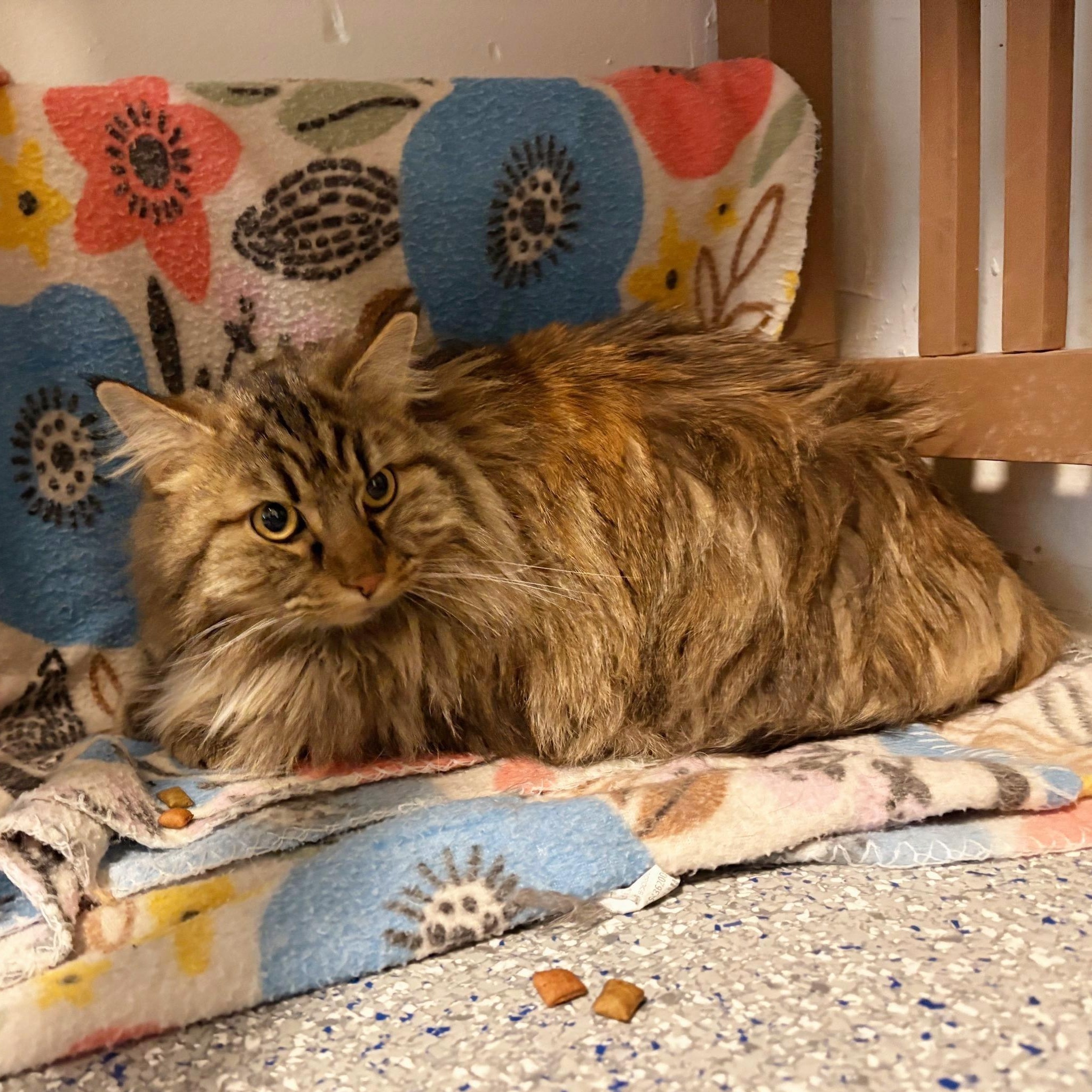 Kookie, ADOPTABLE, Adult Female Domestic Long Hair.