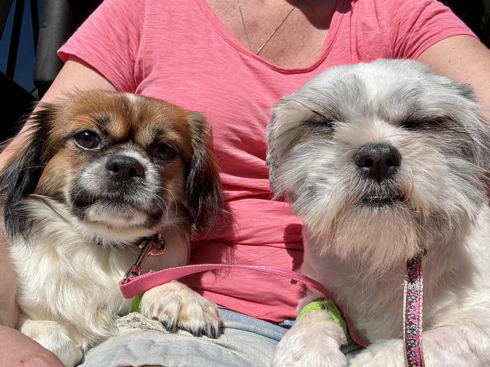 Enlarge C H A R L I E, a Adopted Shih Tzu in Abbotsford, BC image 1/5