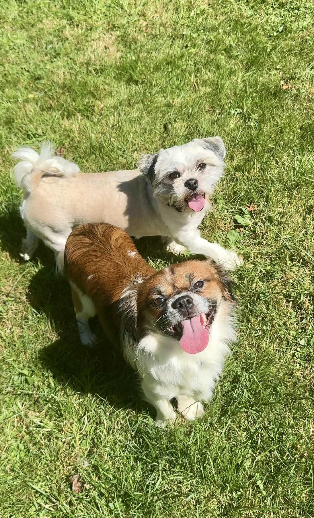 Enlarge C H A R L I E, a Adopted Shih Tzu in Abbotsford, BC image 2/5