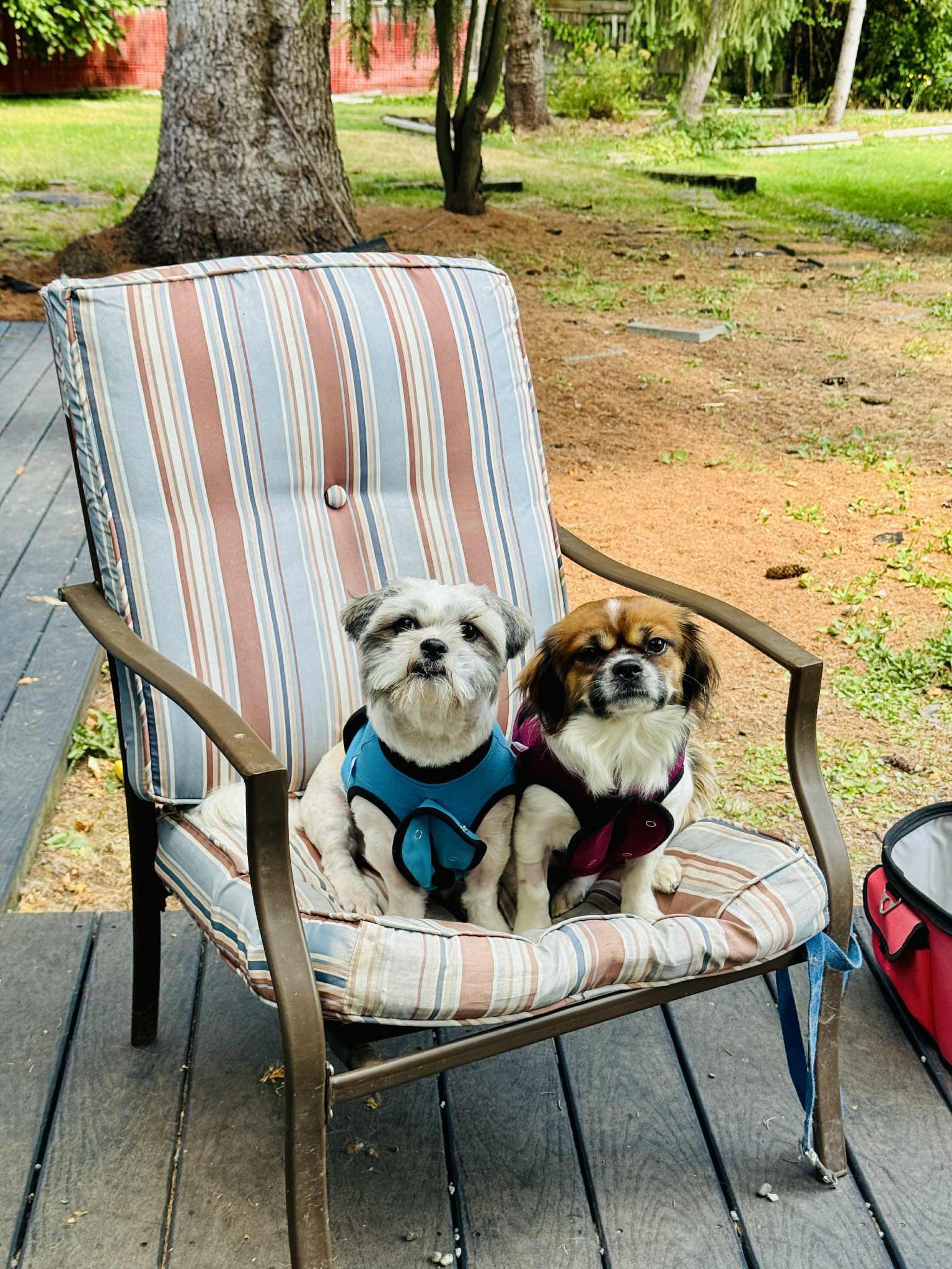 Enlarge C H A R L I E, a Adopted Shih Tzu in Abbotsford, BC image 4/5