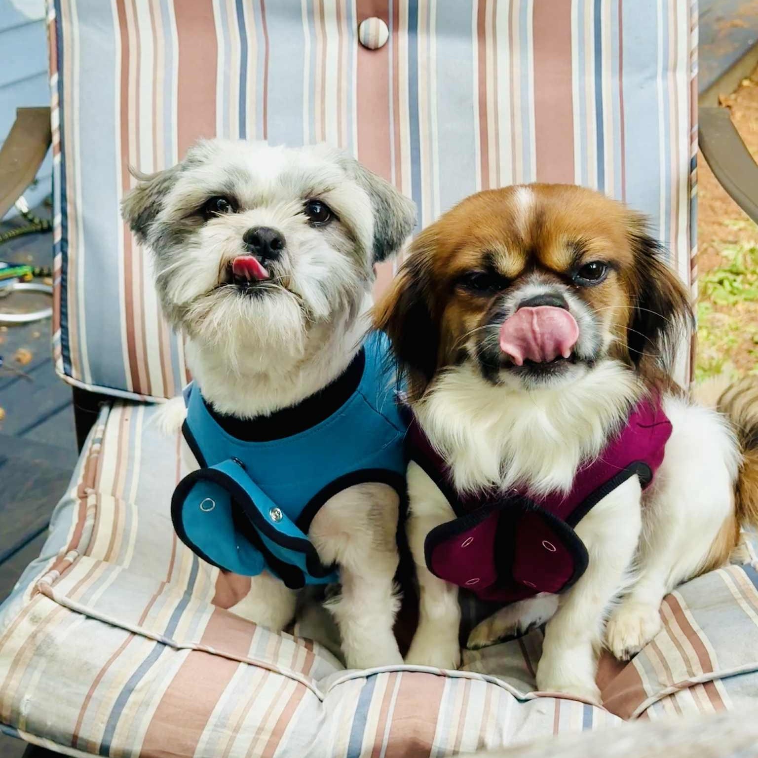 Enlarge C H A R L I E, a Adopted Shih Tzu in Abbotsford, BC image 5/5