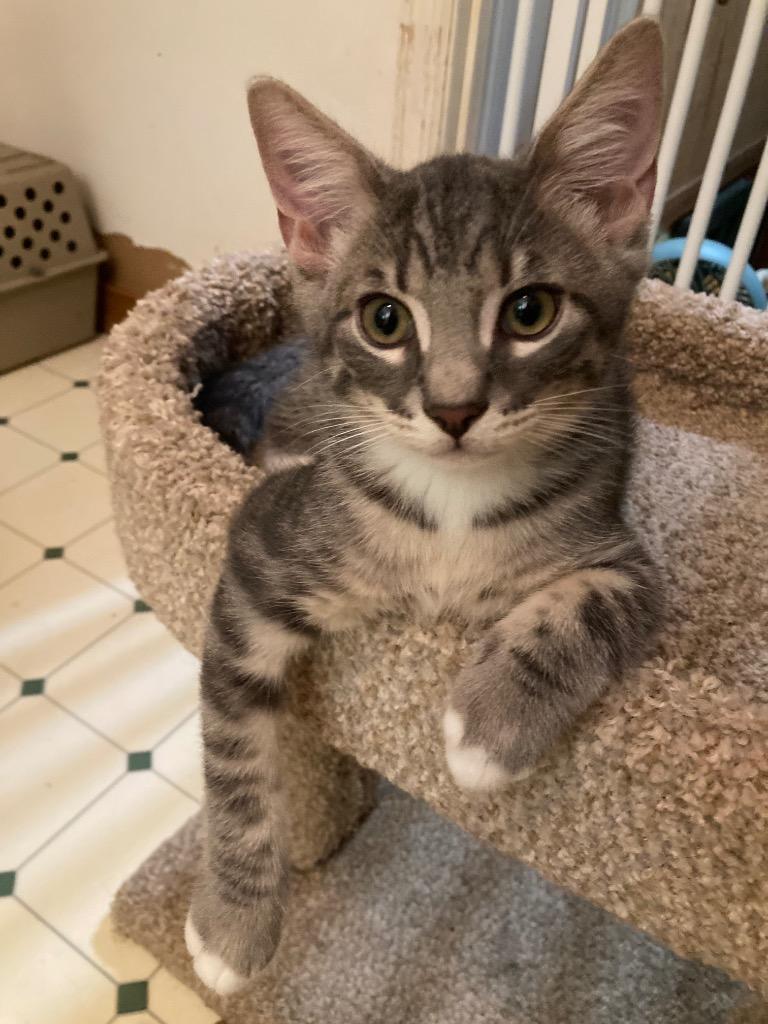 Hoss, Adoptable, Kitten Male Domestic Short Hair.