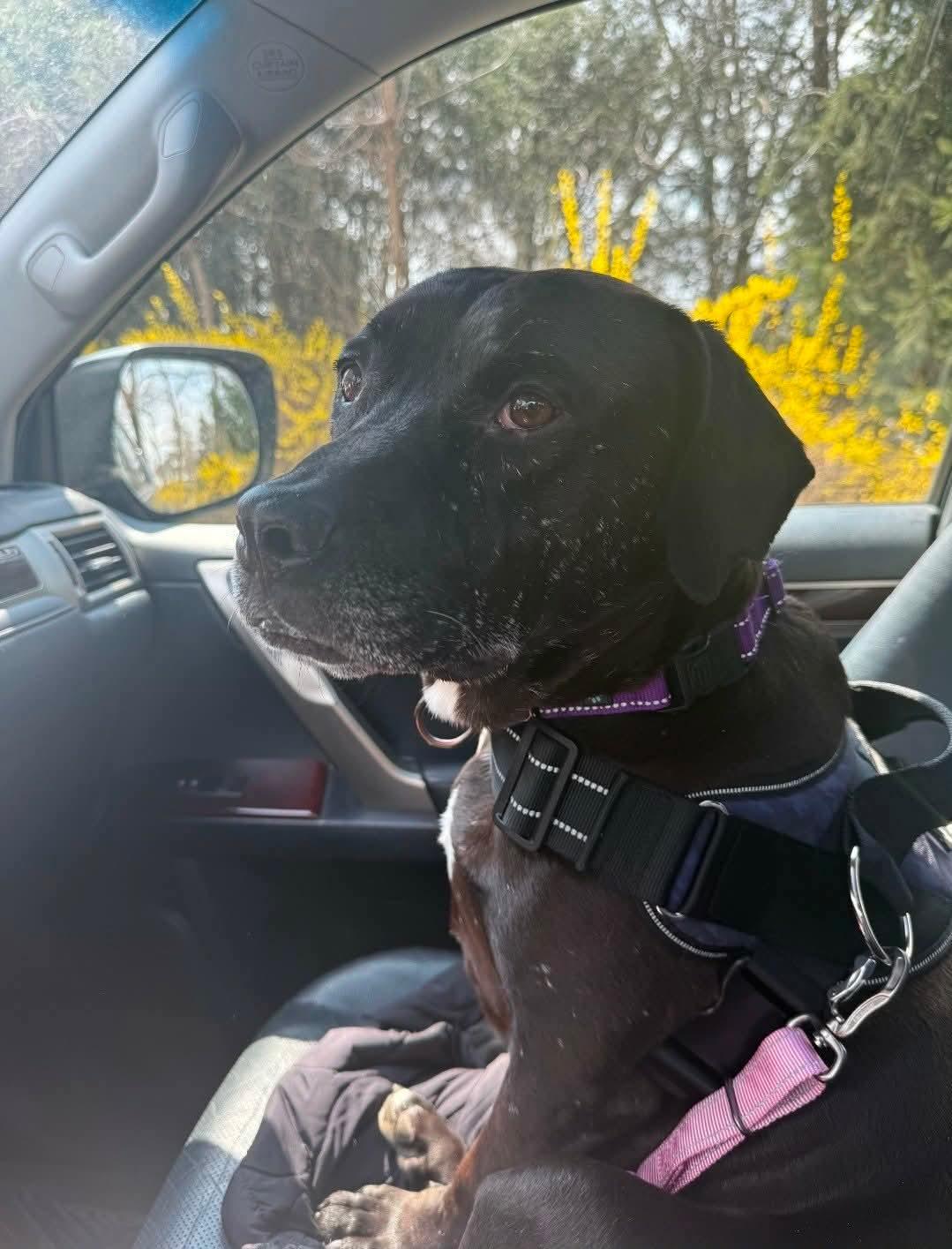 Stan, Adoptable, Adult Male Black Labrador Retriever.