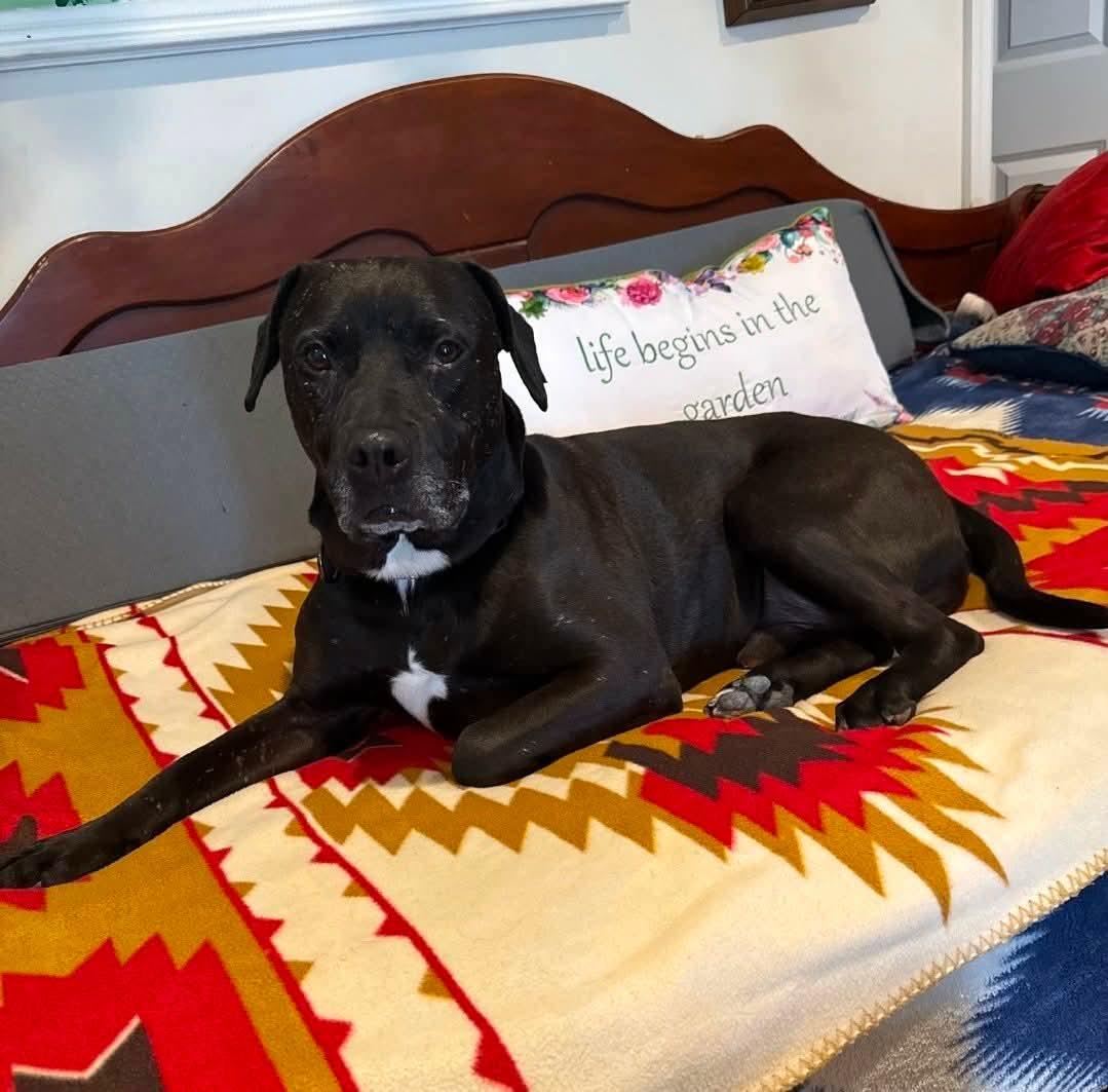 Enlarge Stan, a Adoptable mixed breed in Westwood, NJ image 6/6