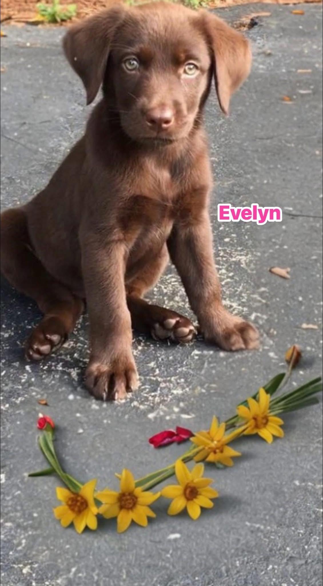 Evelyn, adopted, Puppy Female Chocolate Labrador Retriever.