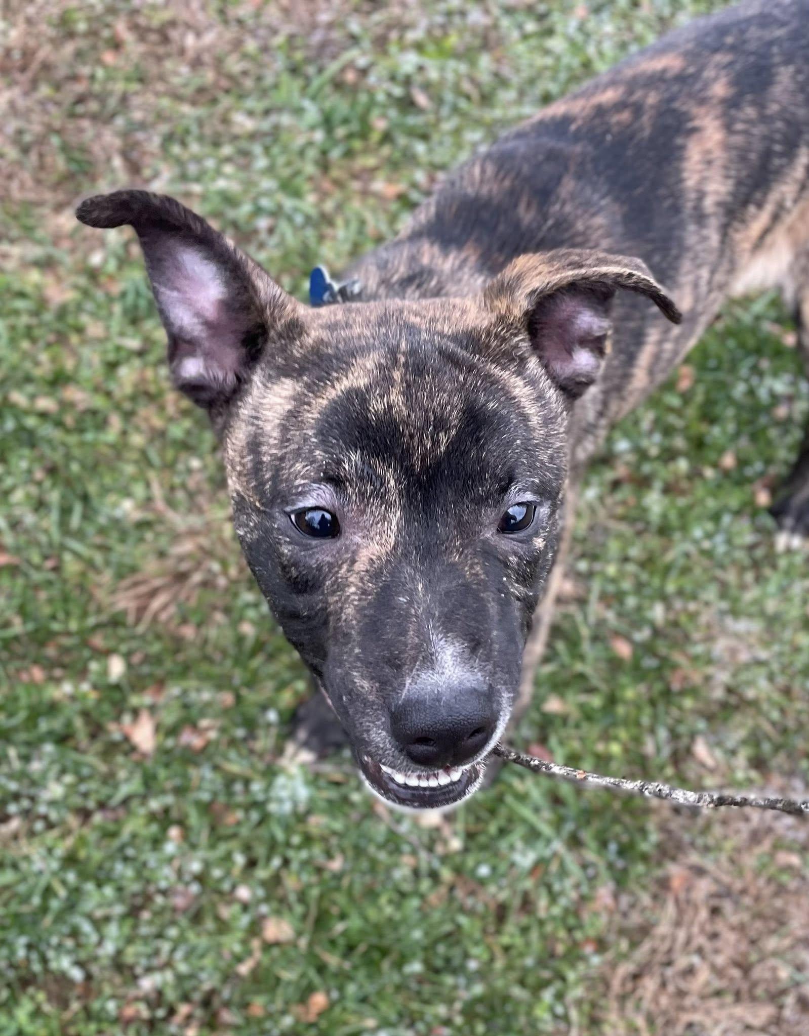 Thanksgiving 2025: Yamtastic, a Adoptable Shiba Inu in Berwick, PA image 1/3
