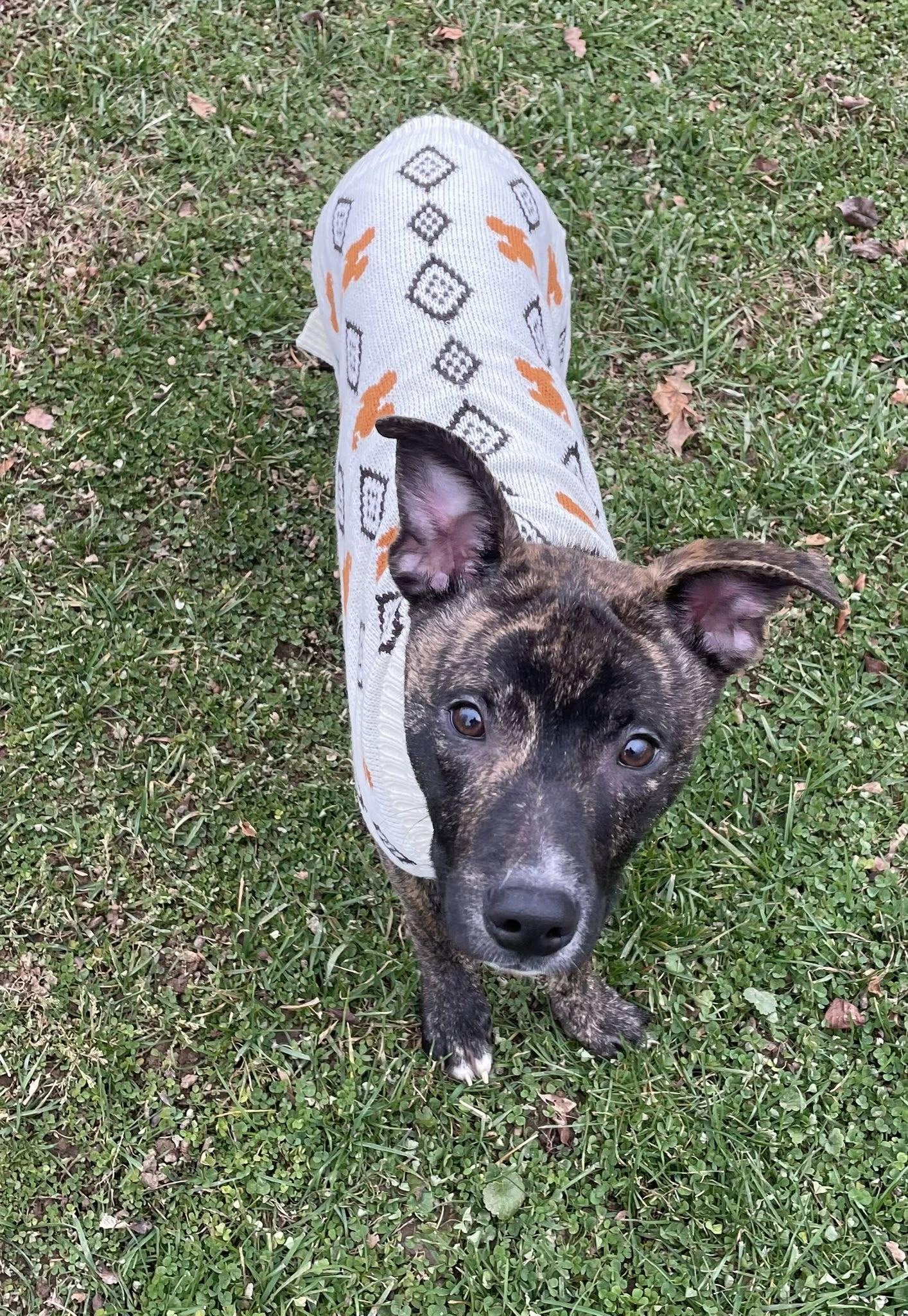 Thanksgiving 2025: Yamtastic, a Adoptable Shiba Inu in Berwick, PA image 2/3