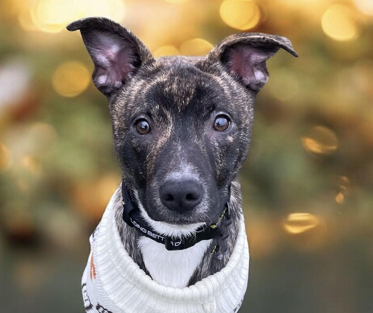 Thanksgiving 2025: Yamtastic, a Adoptable Shiba Inu in Berwick, PA image 3/3