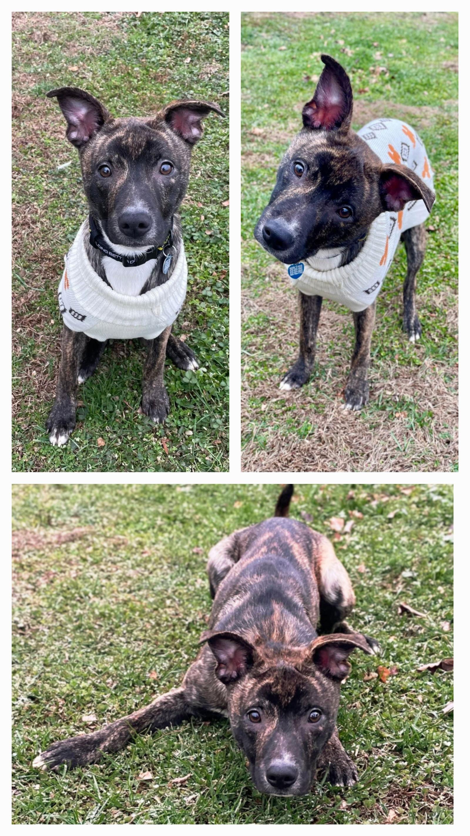 Enlarge Thanksgiving 2025: Yamtastic, a Adoptable Shiba Inu in Berwick, PA image 3/3