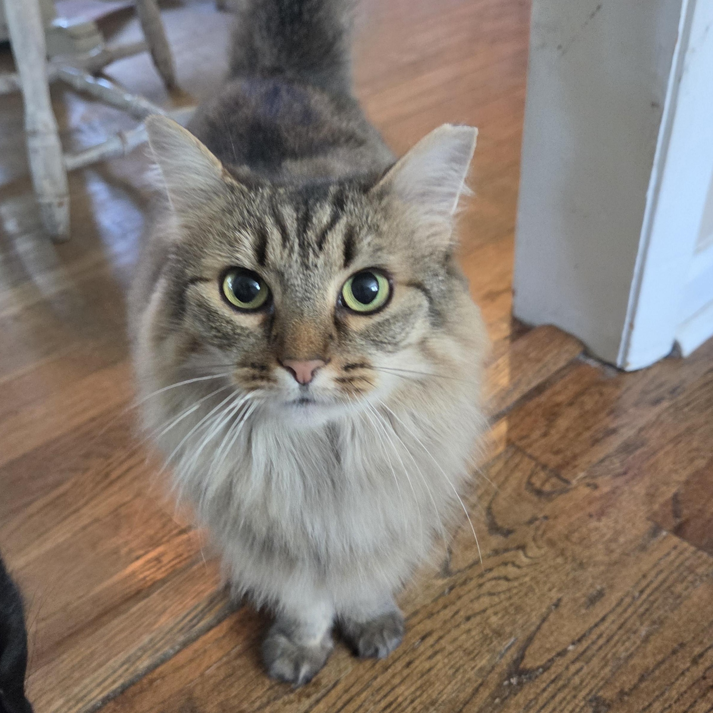 Ramona, Adoptable, Young Female Domestic Long Hair.