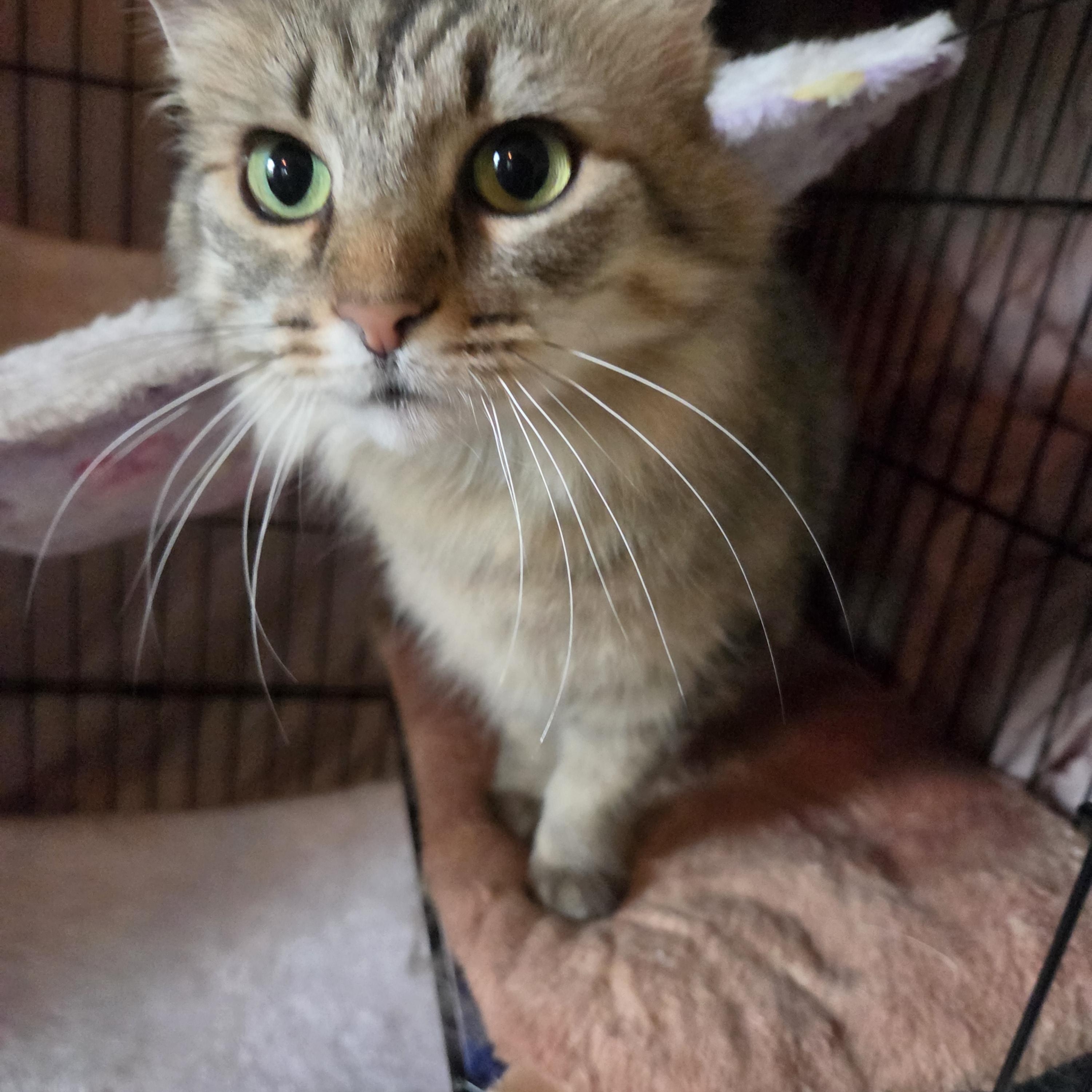 Enlarge Ramona, a Adoptable Domestic Long Hair in Fort Oglethorpe, GA image 6/6