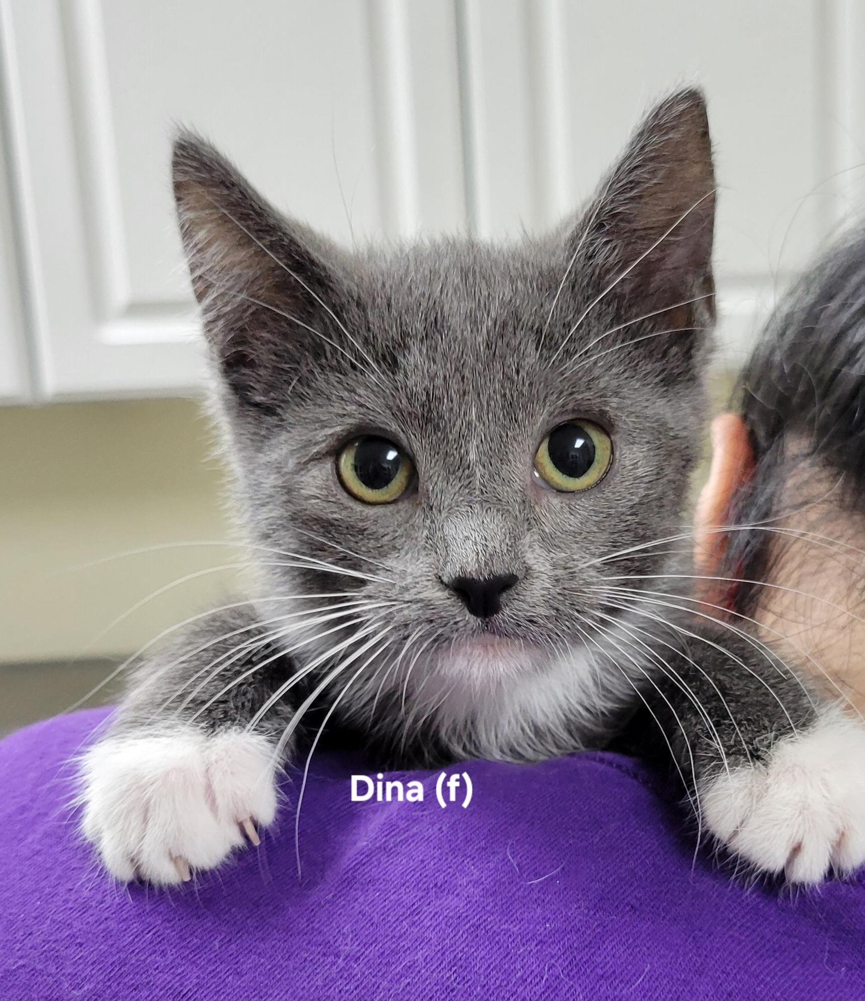 Dina
