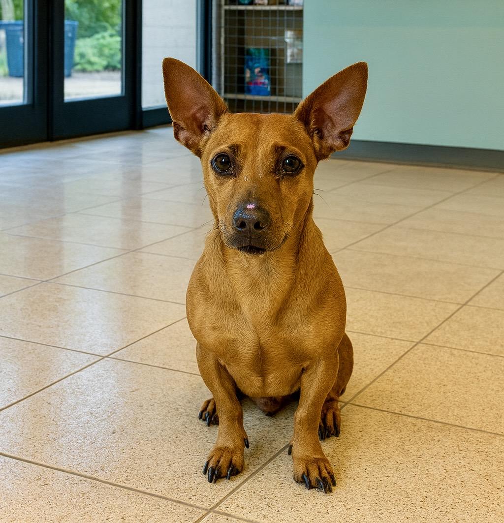 Chico