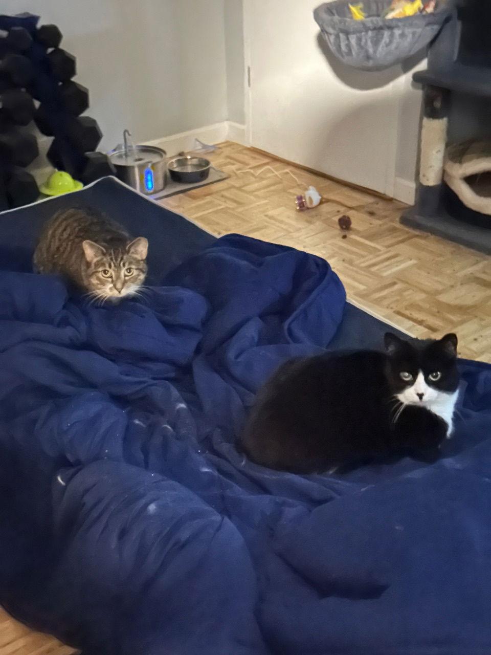 Magnolia and Pretzel, Adoptable, Young Female Domestic Short Hair.