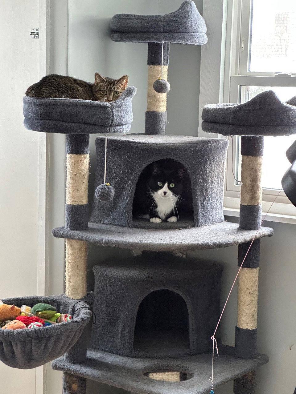 Enlarge Magnolia and Pretzel, a Adoptable Domestic Short Hair in Somerville, MA image 2/3