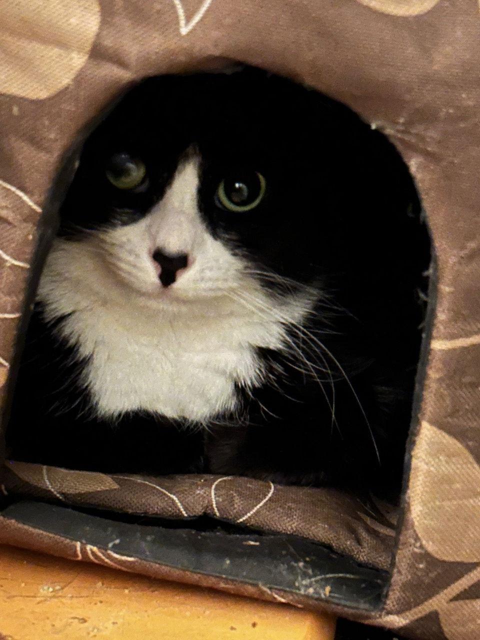 Enlarge Magnolia and Pretzel, a Adoptable Domestic Short Hair in Somerville, MA image 3/3