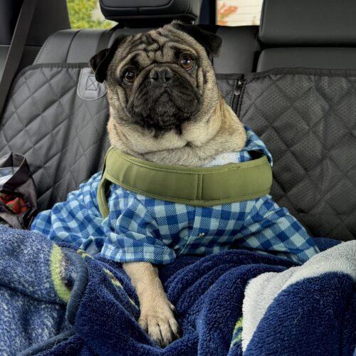 Goofy, Adoptable, Adult Male Pug.