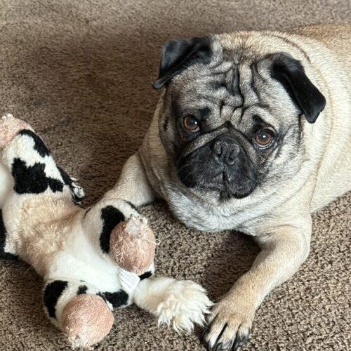 Enlarge Goofy, a Adoptable Pug in Seattle, WA image 2/4