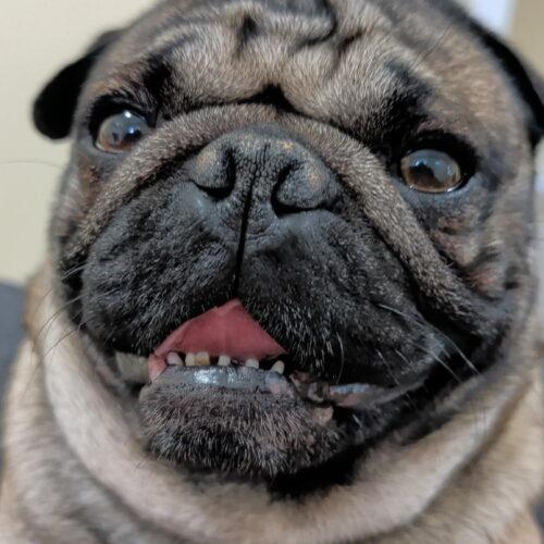Enlarge Goofy, a Adoptable Pug in Seattle, WA image 3/4