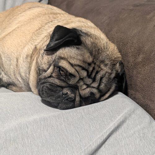 Enlarge Goofy, a Adoptable Pug in Seattle, WA image 4/4