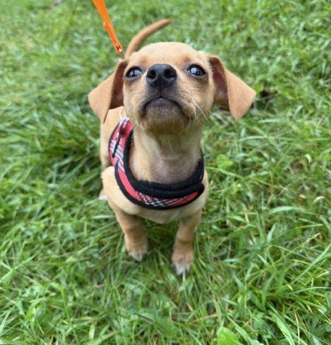 Enlarge Lulu, a Adoptable mixed breed in Verona, NJ image 1/5