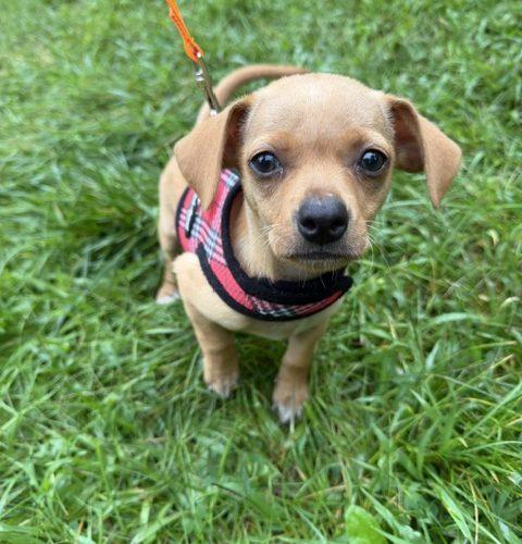 Enlarge Lulu, a Adoptable mixed breed in Verona, NJ image 2/5