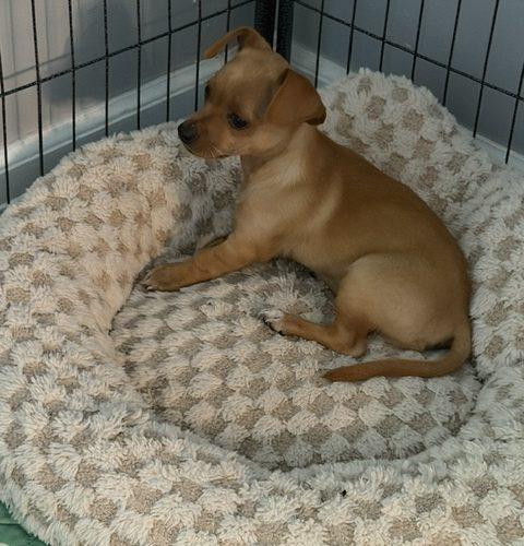 Enlarge Lulu, a Adoptable mixed breed in Verona, NJ image 3/5