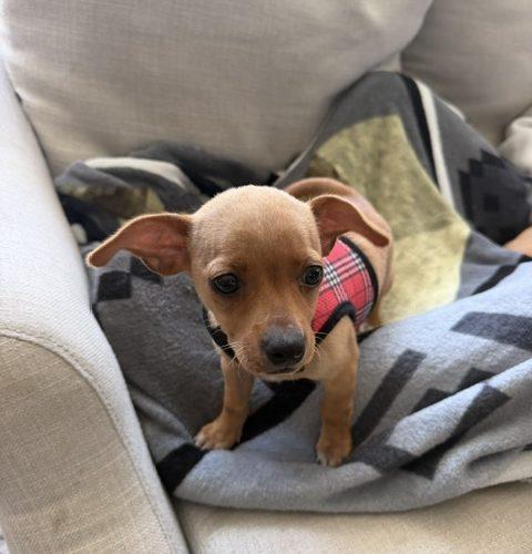 Enlarge Lulu, a Adoptable mixed breed in Verona, NJ image 4/5