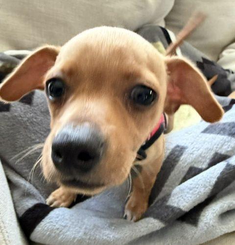 Enlarge Lulu, a Adoptable mixed breed in Verona, NJ image 5/5
