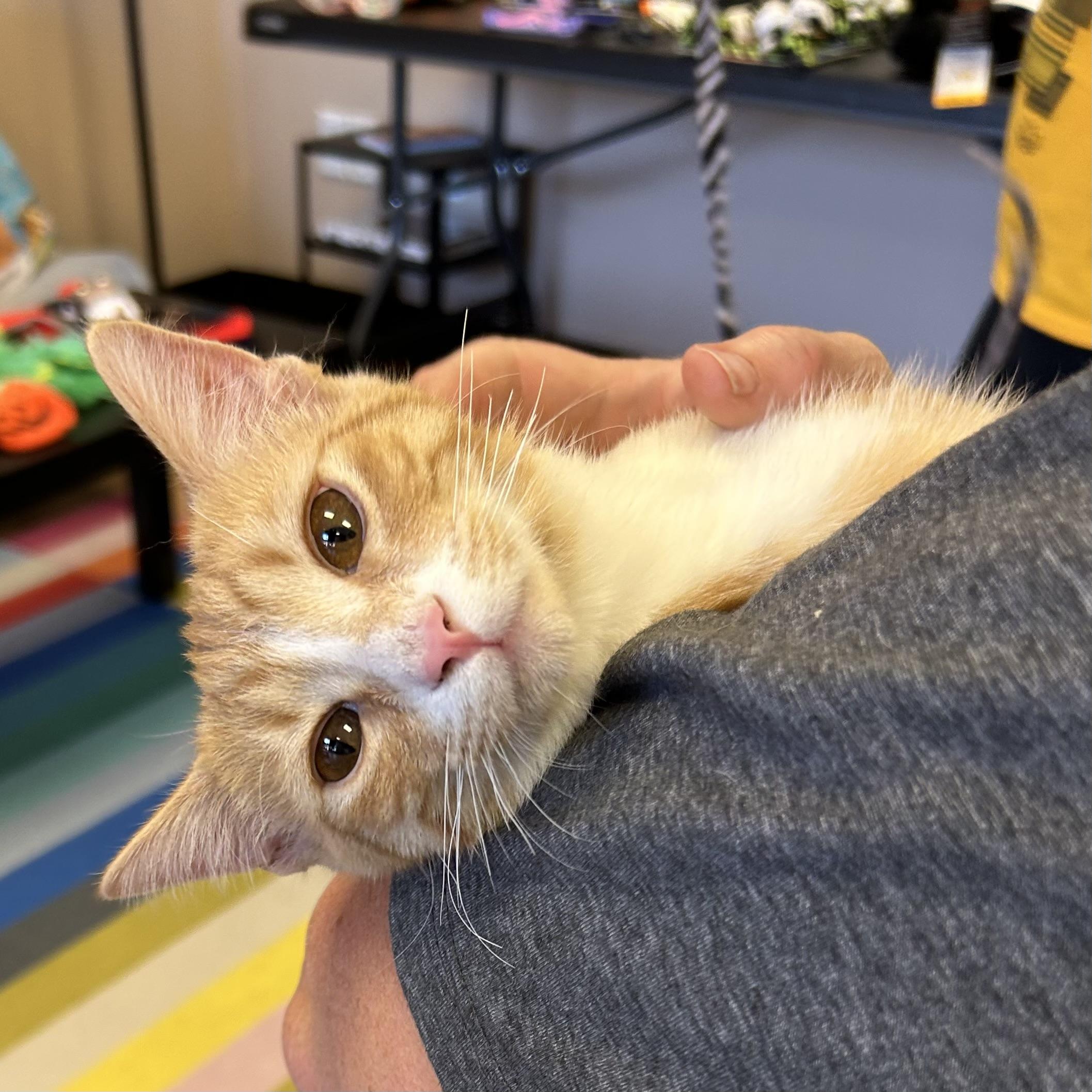 Enlarge Whiskey, a Adoptable Domestic Short Hair in Decatur, IL image 2/4