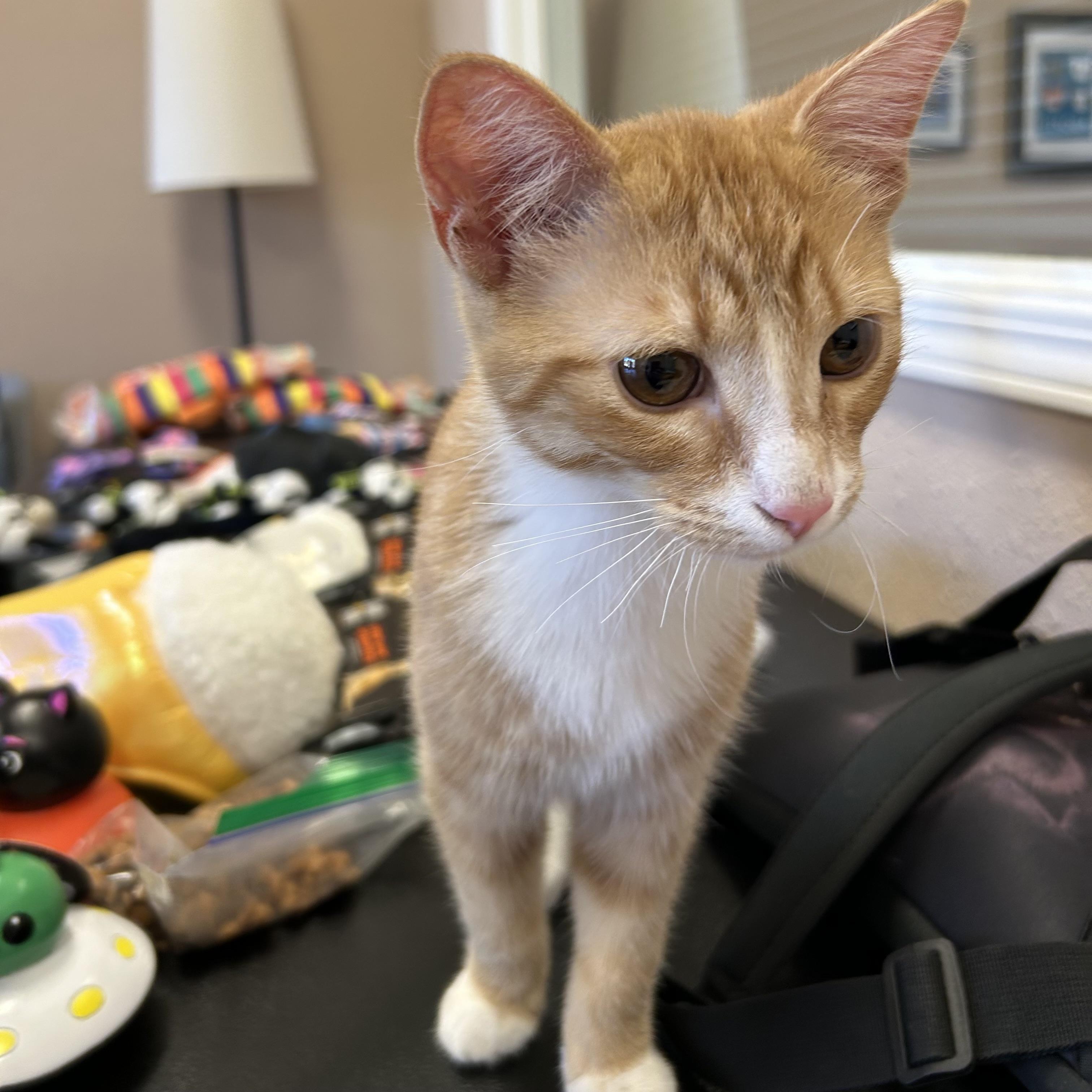 Enlarge Whiskey, a Adoptable Domestic Short Hair in Decatur, IL image 3/4