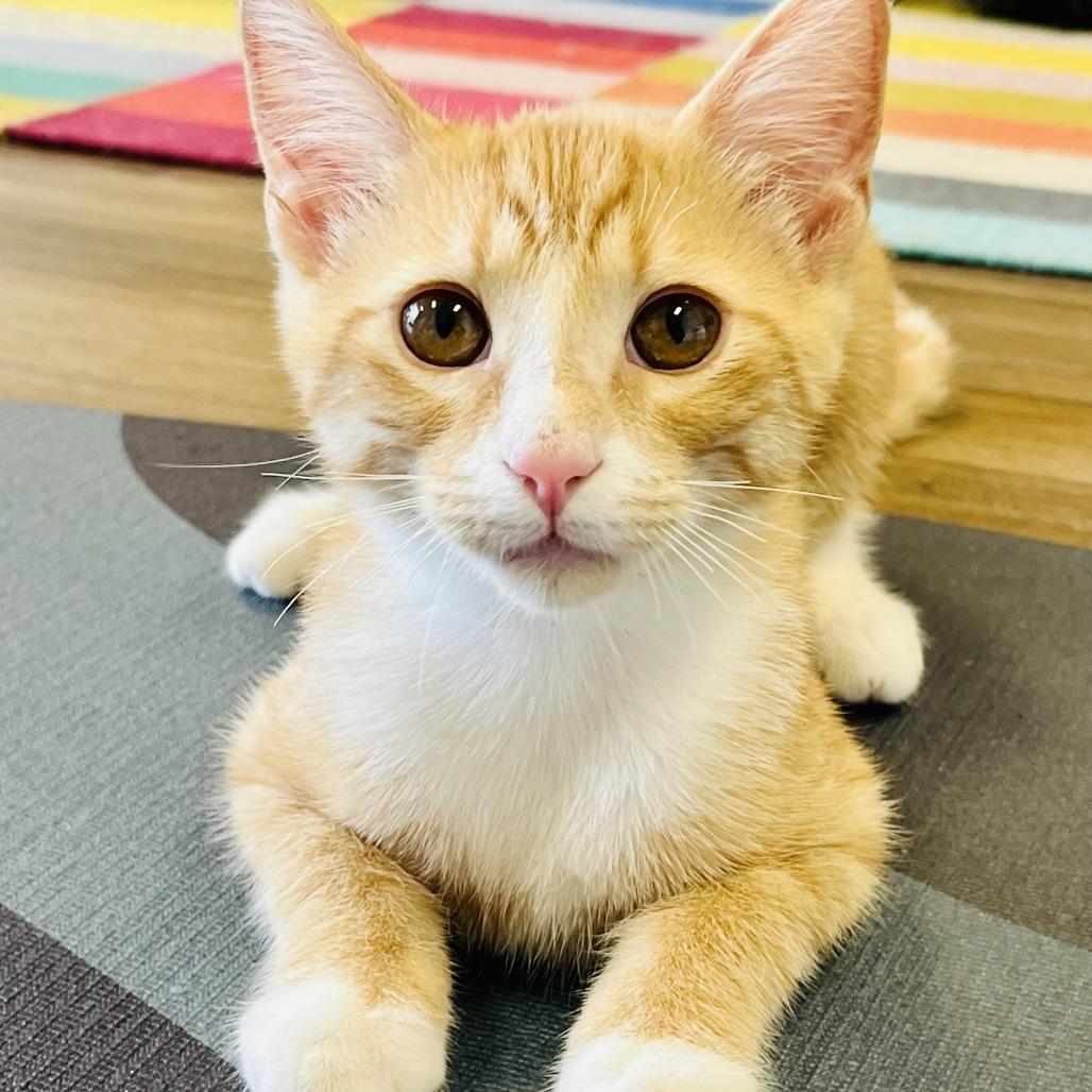 Whiskey, Adoptable, Young Male Domestic Short Hair.