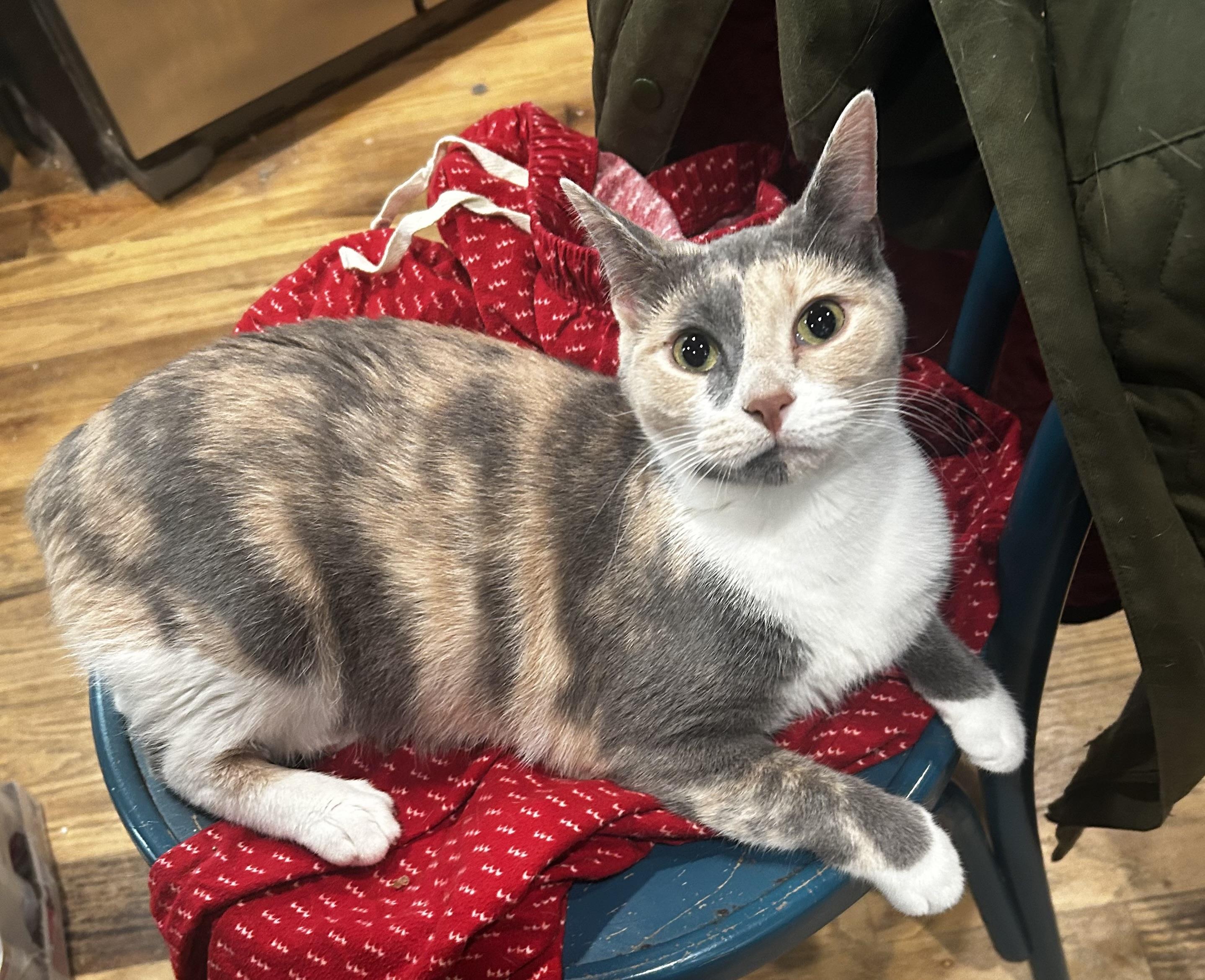 Dandelion, a ADOPTABLE Domestic Short Hair in Baltimore, MD image 2/2