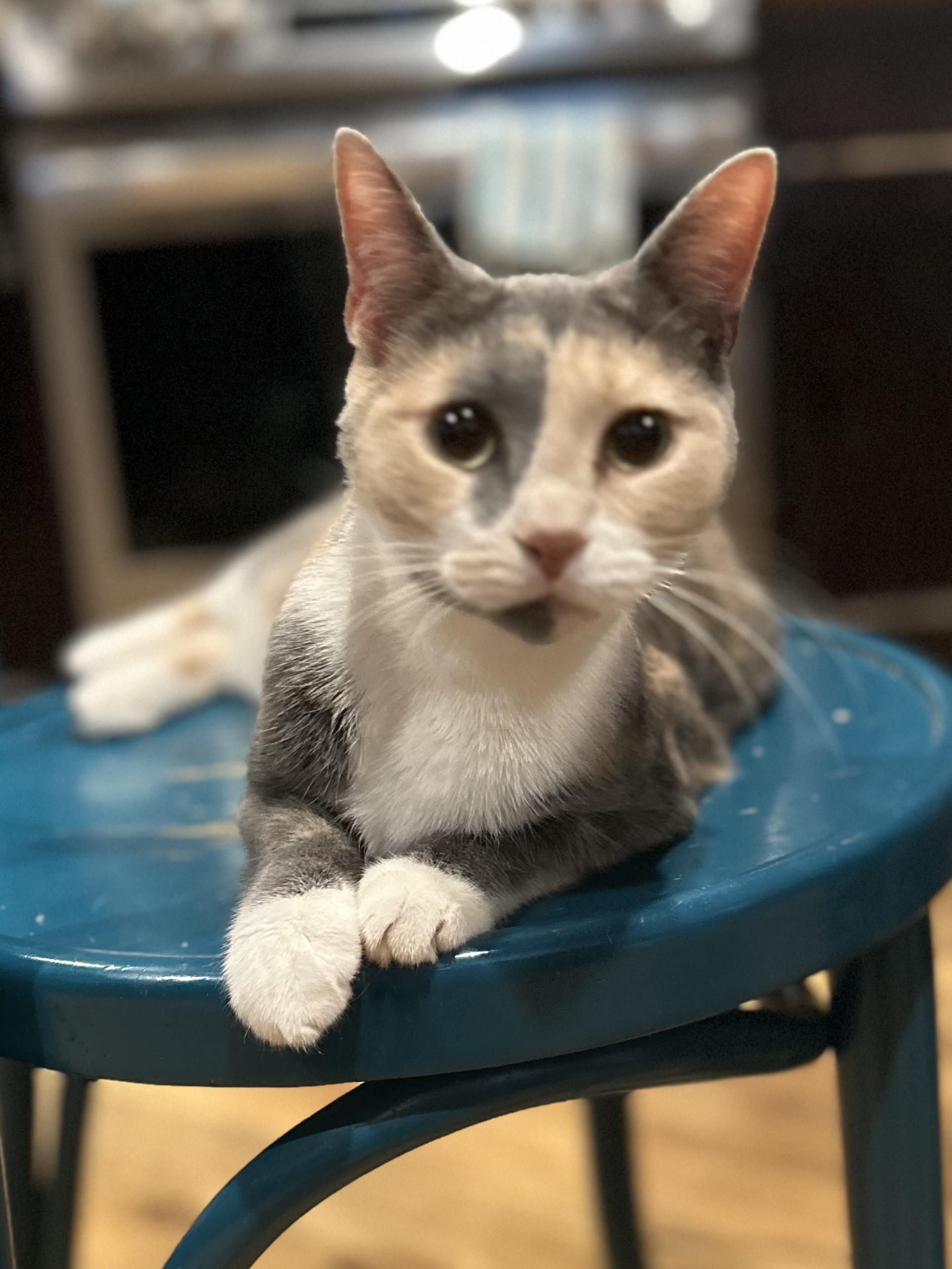 Dandelion, a ADOPTABLE Domestic Short Hair in Baltimore, MD image 1/2